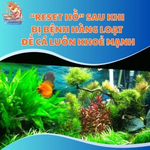 lam-sach-ho-sau-khi-ca-benh