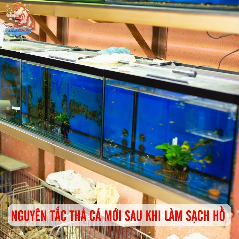 “Reset Hồ” Sau Khi Bị Bệnh Để Cá Luôn Khoẻ Mạnh 3 Nguyên tắc thả cá mới sau khi làm sạch hồ