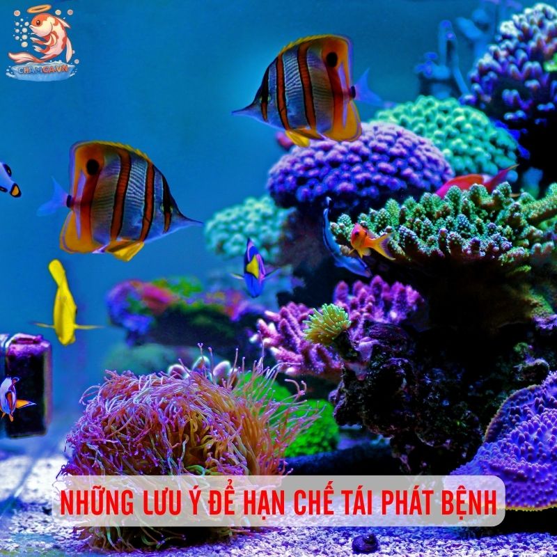 “Reset Hồ” Sau Khi Bị Bệnh Để Cá Luôn Khoẻ Mạnh 4 Những lưu ý để hạn chế tái phát bệnh