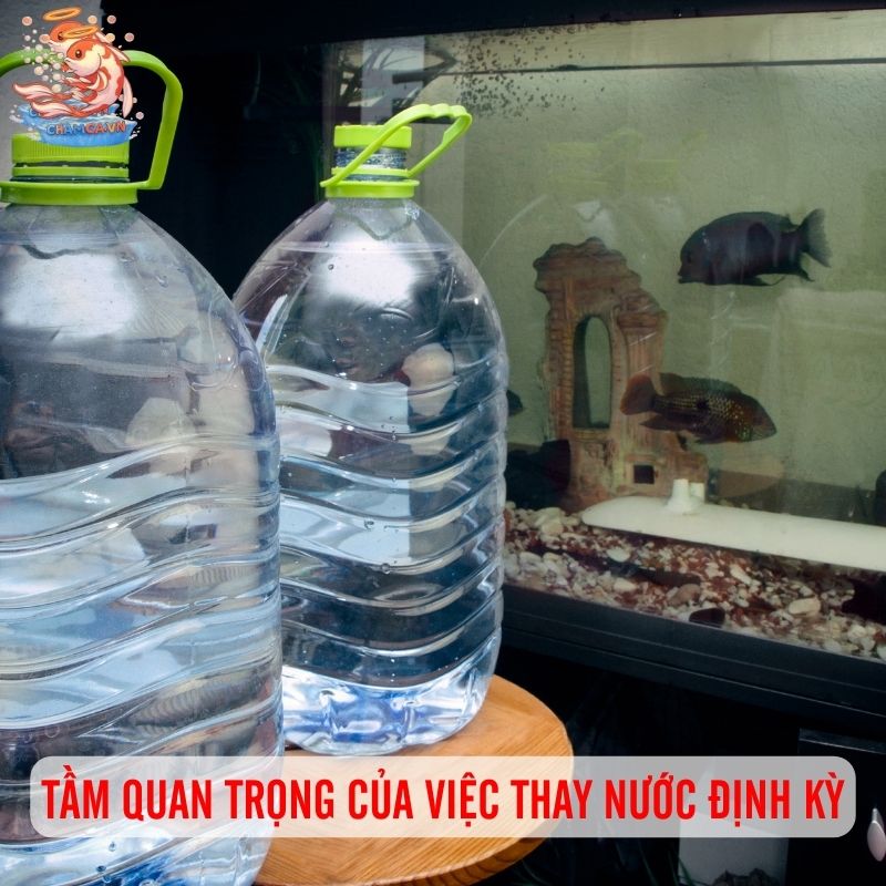 Bật Mí: Lịch Thay Nước Chuẩn Nhất Cho Từng Size Hồ Cá 1 Tầm quan trọng của việc thay nước định kỳ