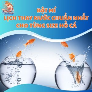 Bật Mí: Lịch Thay Nước Chuẩn Nhất Cho Từng Size Hồ Cá Bật Mí: Lịch Thay Nước Chuẩn Nhất Cho Từng Size Hồ Cá