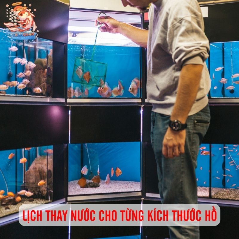 Bật Mí: Lịch Thay Nước Chuẩn Nhất Cho Từng Size Hồ Cá 3 Lịch thay nước theo từng size hồ