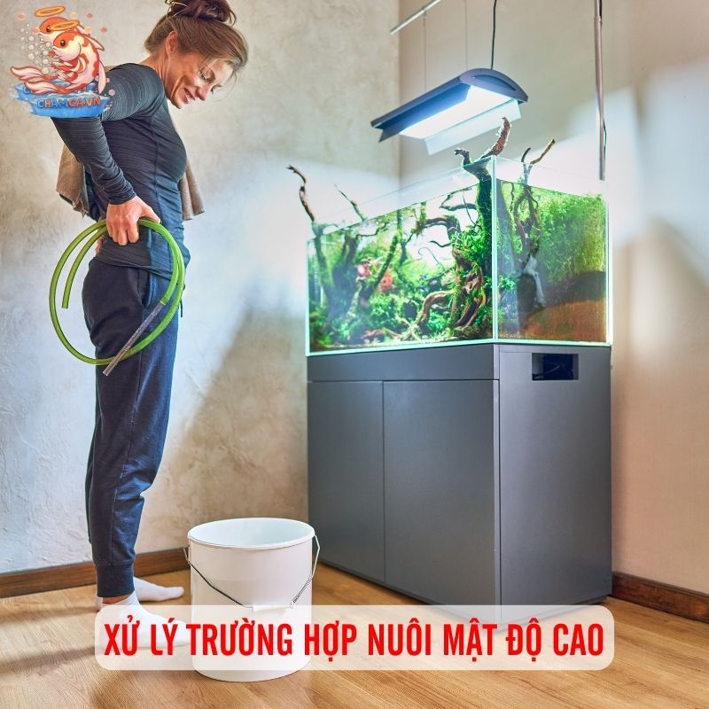 Bật Mí: Lịch Thay Nước Chuẩn Nhất Cho Từng Size Hồ Cá 4 Xử lý trường hợp nuôi cá mật độ cao