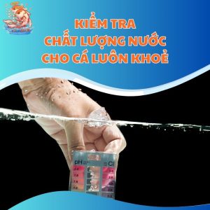 Kiểm Tra Chất Lượng Nước - Việc Thiết Yếu Cho Cá Luôn Khoẻ