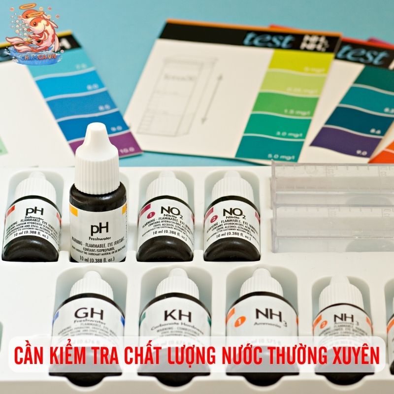 Kiểm Tra Chất Lượng Nước - Việc Thiết Yếu Cho Cá Luôn Khoẻ 1 Cần kiểm tra chất lượng nuớc thường xuyên