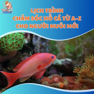 lich-trinh-cham-soc-thum-moi