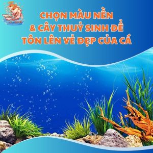 Chọn Màu Nền & Cây Thuỷ Sinh Để Tôn Lên Vẻ Đẹp Của Cá