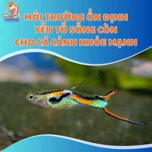 moi-truong-song-thum-moi