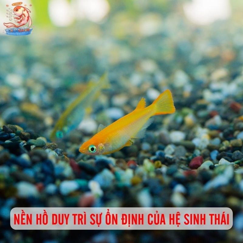 Mẹo Chọn Nền Hồ Cá Cảnh Lý Tưởng Nhất Cho Từng Loại Cá 1 Nền hồ duy trì sự ổn định của hệ sinh thái hồ