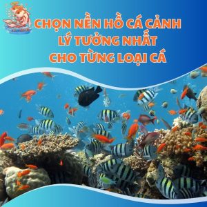 nen ho ca canh