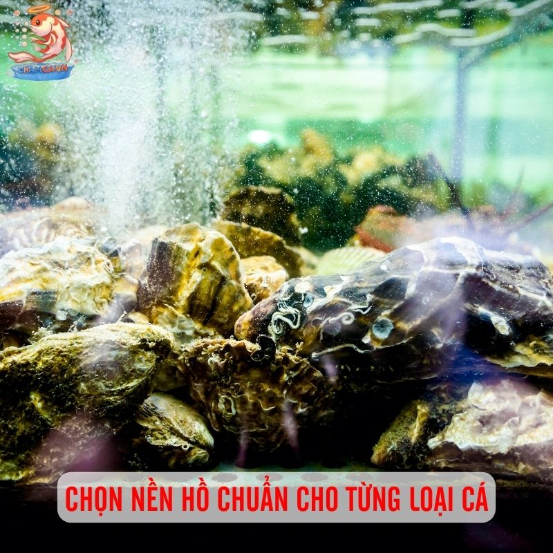 Mẹo Chọn Nền Hồ Cá Cảnh Lý Tưởng Nhất Cho Từng Loại Cá 3 Chọn nền hồ cá cảnh cho từng loại cá
