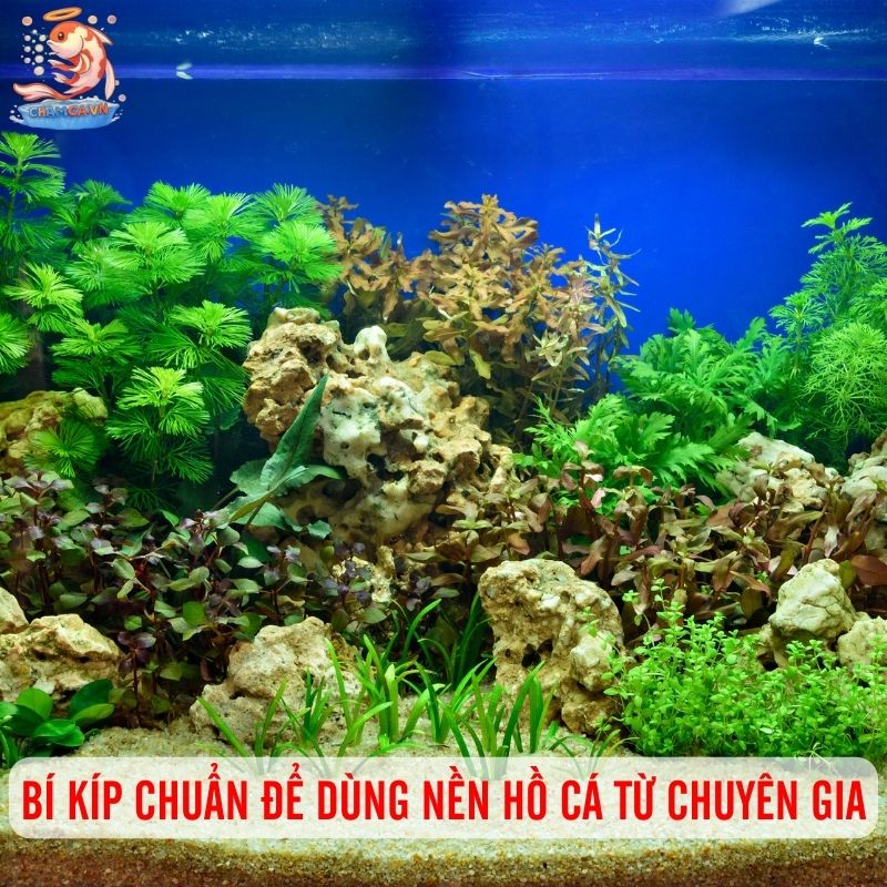 Mẹo Chọn Nền Hồ Cá Cảnh Lý Tưởng Nhất Cho Từng Loại Cá 4 Lưu ý khi sử dụng nền hồ cá cảnh