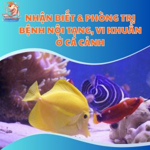phong-tri-benh-noi-tang-thum-moi