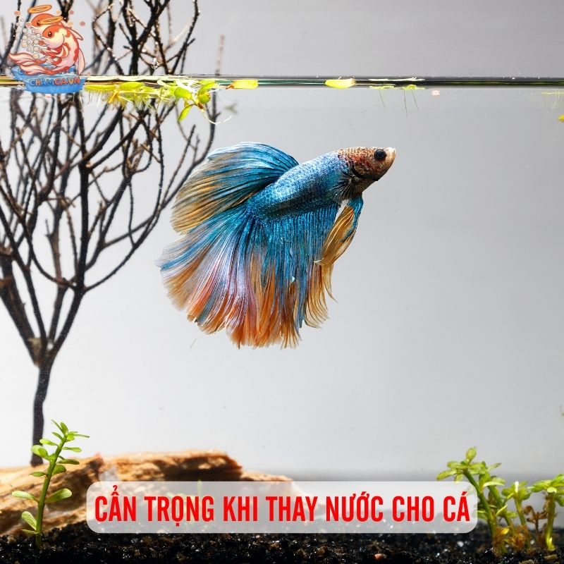 7 Sai Lầm Làm Chết Cá Cảnh & Cách Phòng Tránh Hay Nhất 2 Cẩn trọng khi thay nước cho cá