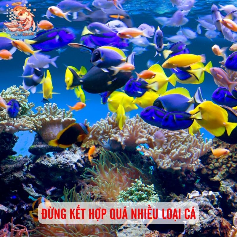 7 Sai Lầm Làm Chết Cá Cảnh & Cách Phòng Tránh Hay Nhất 4 Đừng kết hợp quá nhiều loại cá