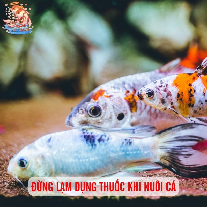 7 Sai Lầm Làm Chết Cá Cảnh & Cách Phòng Tránh Hay Nhất 6 Đừng lạm dụng thuốc khi nuôi cá
