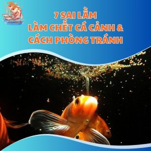 7 Sai Lầm Làm Chết Cá Cảnh & Cách Phòng Tránh Hay Nhất