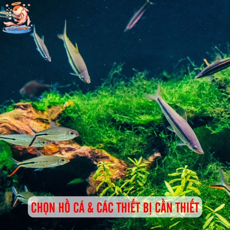Bí Quyết Setup Hồ Cá Mới Chuẩn Như Chuyên Gia 1 Chọn hồ cá & các thiết bị cần thiết