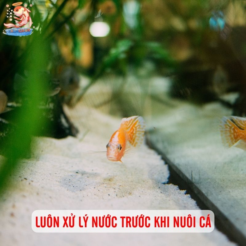 Bí Quyết Setup Hồ Cá Mới Chuẩn Như Chuyên Gia 2 Luôn xử lý nước trước khi nuôi cá