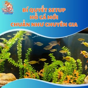 Bí Quyết Setup Hồ Cá Mới Chuẩn Như Chuyên Gia