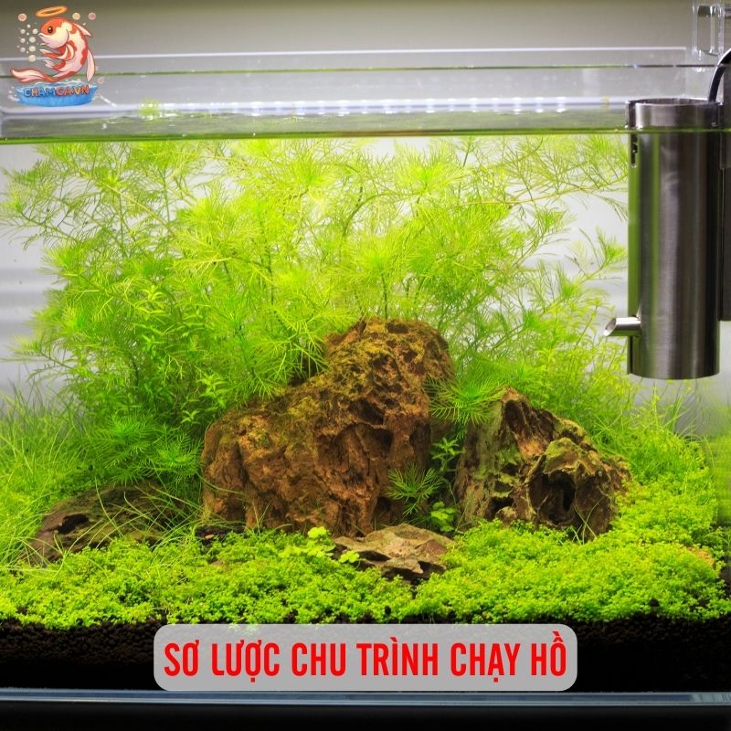 Bí Quyết Setup Hồ Cá Mới Chuẩn Như Chuyên Gia 3 Sơ lược chu trình chạy hồ