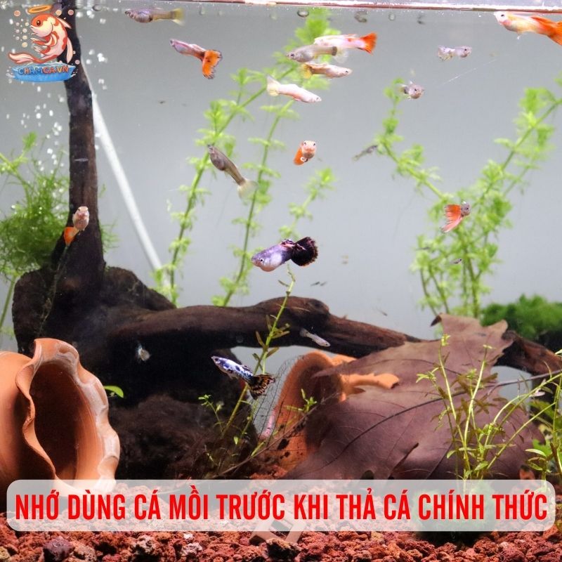 Bí Quyết Setup Hồ Cá Mới Chuẩn Như Chuyên Gia 4 Nhớ dùng cá mồi trước khi thả cá chính thức