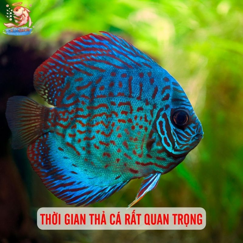 Bí Quyết Setup Hồ Cá Mới Chuẩn Như Chuyên Gia 5 Thời gian thả cá rất quan trọng