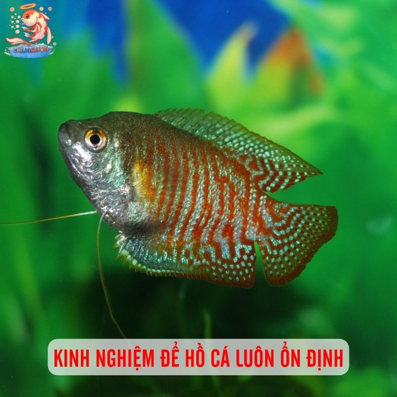 Bí Quyết Setup Hồ Cá Mới Chuẩn Như Chuyên Gia 6 Kinh nghiệm để hồ cá luôn ổn định