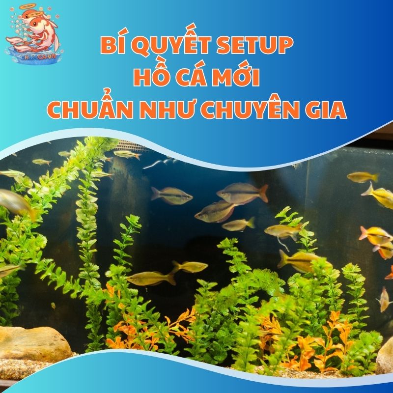 Bí Quyết Setup Hồ Cá Mới Chuẩn Như Chuyên Gia
