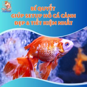 setup-ho-ca-thum-moi