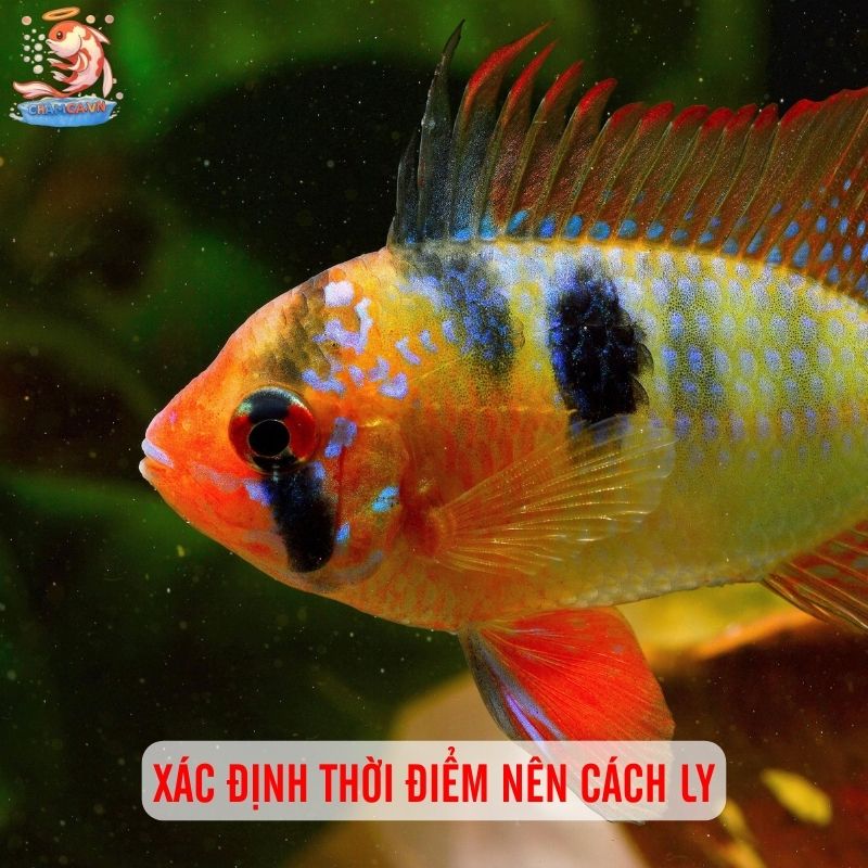 Khi Nào Nên Cách Ly & Cách Setup Hồ Cách Ly Hiệu Quả 2 Cần xác định đúng thời điểm cách ly cá