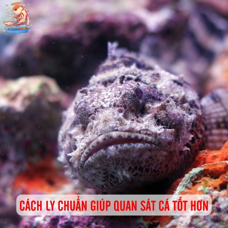 Khi Nào Nên Cách Ly & Cách Setup Hồ Cách Ly Hiệu Quả 3 Cách ly chuẩn giúp quan sát cá tốt hơn