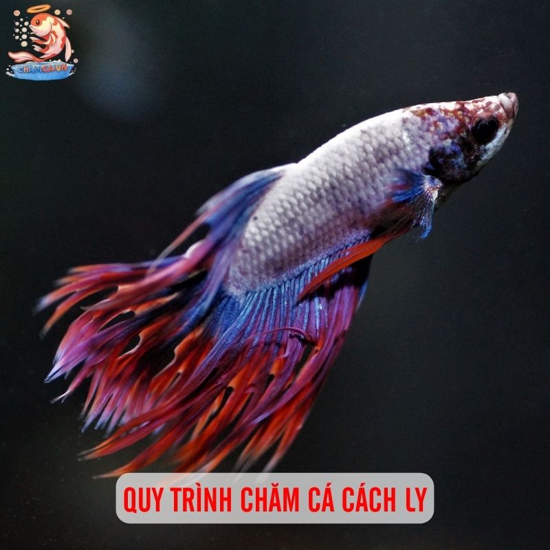 Khi Nào Nên Cách Ly & Cách Setup Hồ Cách Ly Hiệu Quả 5 Quy trình chăm sóc cá cách ly