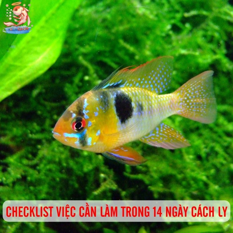 Khi Nào Nên Cách Ly & Cách Setup Hồ Cách Ly Hiệu Quả 6 Checklist 14 ngày cách ly cá mới hoặc cá bệnh