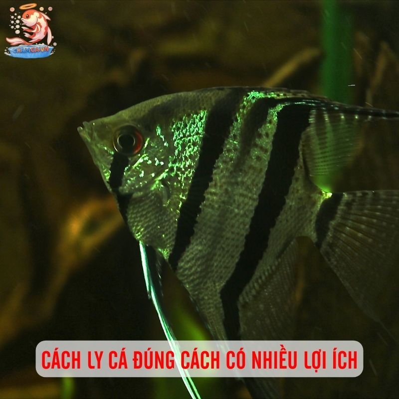 Khi Nào Nên Cách Ly & Cách Setup Hồ Cách Ly Hiệu Quả 1 Cách ly cá có nhiều lợi ích