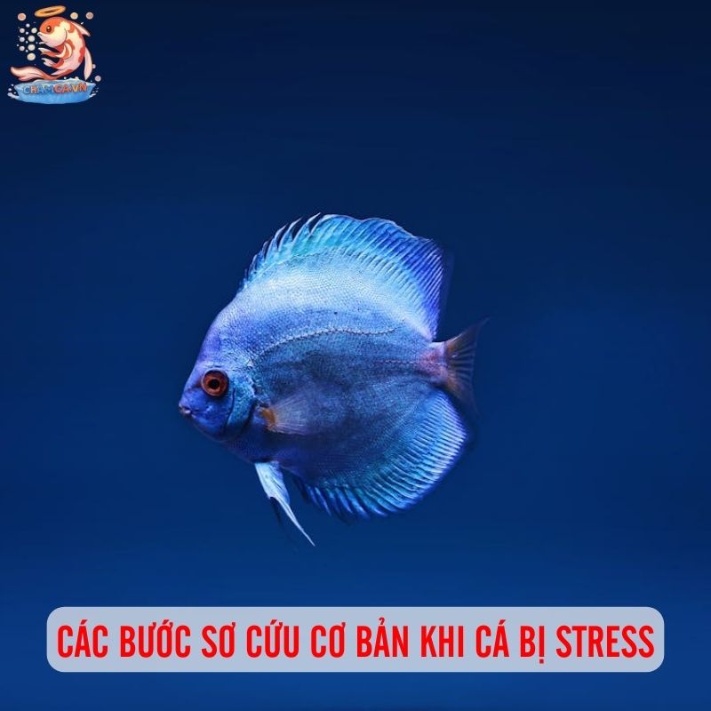Sơ Cứu Cá Stress & Bị Bệnh Cho Người Mới Chơi Thuỷ Sinh 2 Các bước sơ cứu cơ bản khi cá bị stress