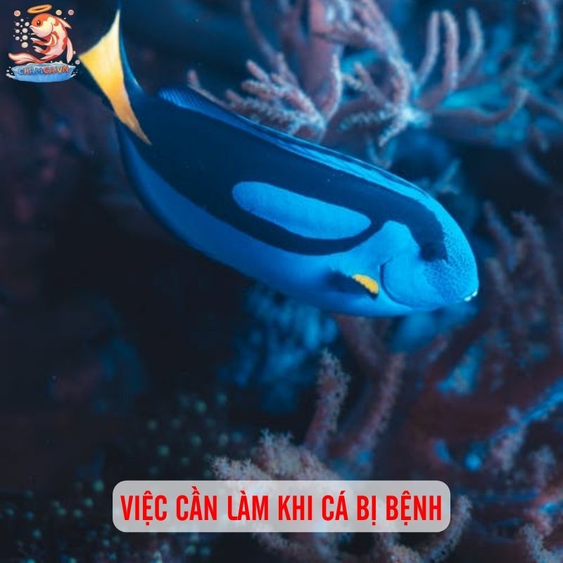 Sơ Cứu Cá Stress & Bị Bệnh Cho Người Mới Chơi Thuỷ Sinh 3 Việc cần làm khi cá bị bệnh