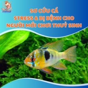 so-cuu-ca-stress-&-bi-benh-thum-moi