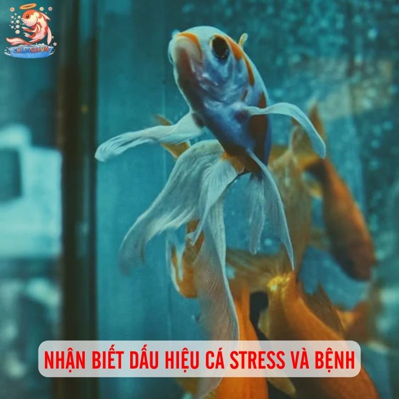 Sơ Cứu Cá Stress & Bị Bệnh Cho Người Mới Chơi Thuỷ Sinh 1 Những dấu hiệu cho thấy cá đang stress & bệnh