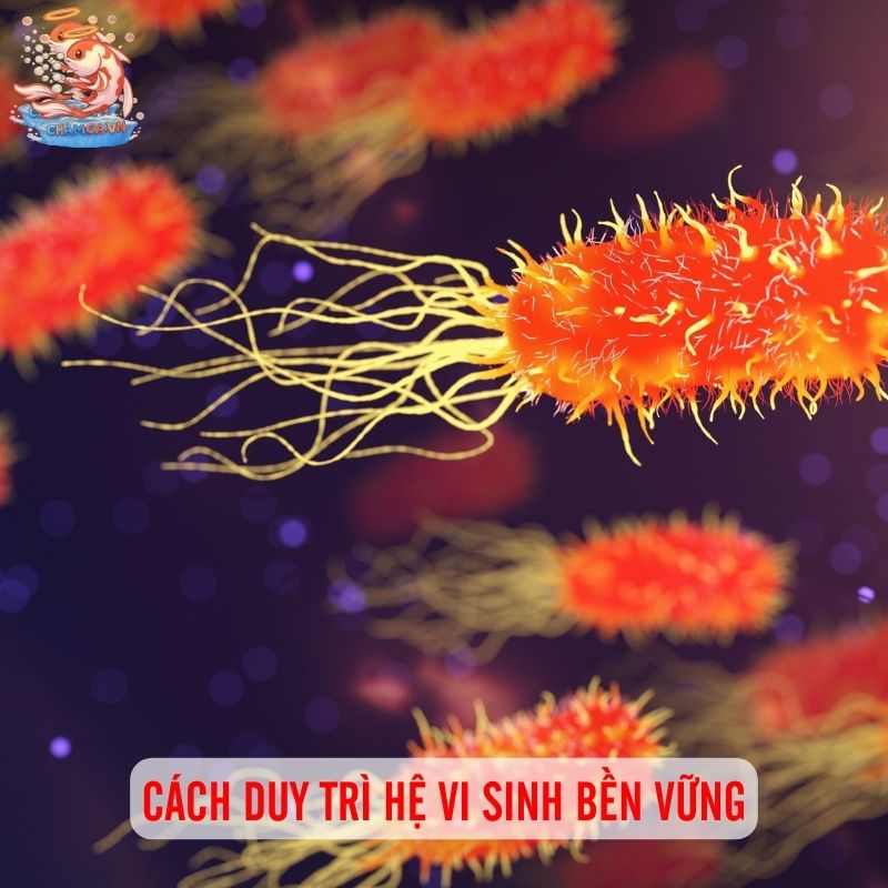 Sử Dụng Phụ Phẩm Cho Hồ Cá Thế Nào Để Đạt Hiệu Quá 2 Cách duy trì hệ vi sinh bền vững