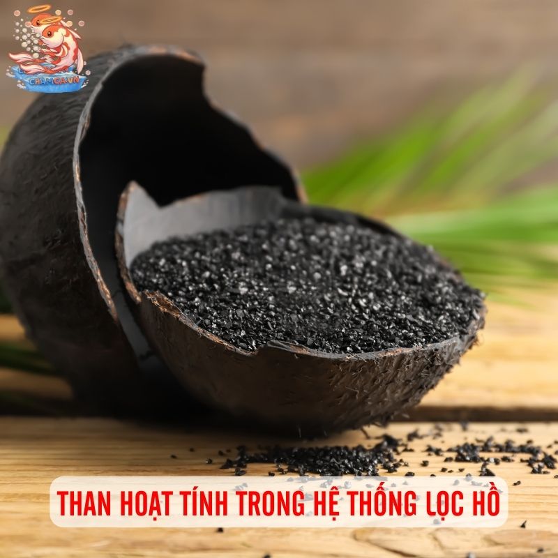 Sử Dụng Phụ Phẩm Cho Hồ Cá Thế Nào Để Đạt Hiệu Quá 3 Than hoạt tính trong hệ thống lọc hồ thủy sinh