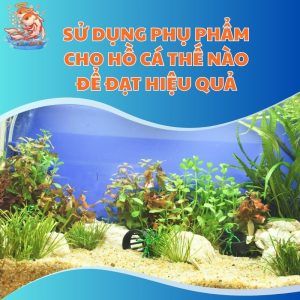 Sử Dụng Phụ Phẩm Cho Hồ Cá Thế Nào Để Đạt Hiệu Quá