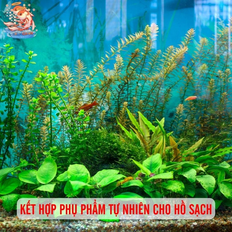 Sử Dụng Phụ Phẩm Cho Hồ Cá Thế Nào Để Đạt Hiệu Quá 4 Kết hợp phụ phẩm tự nhiên cho hồ sạch