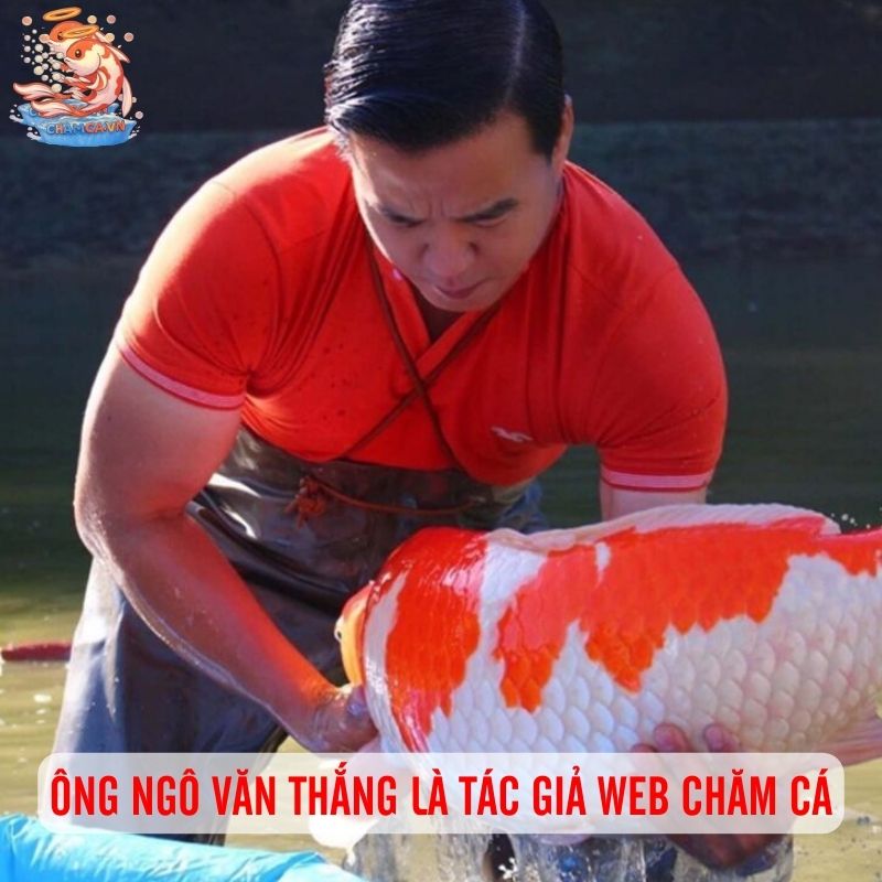 Tác Giả Chăm Cá Ngô Văn Thắng - Bảo Chứng Cho Uy Tín 1 Ông Ngô Văn Thắng là tác giả web Chăm Cá