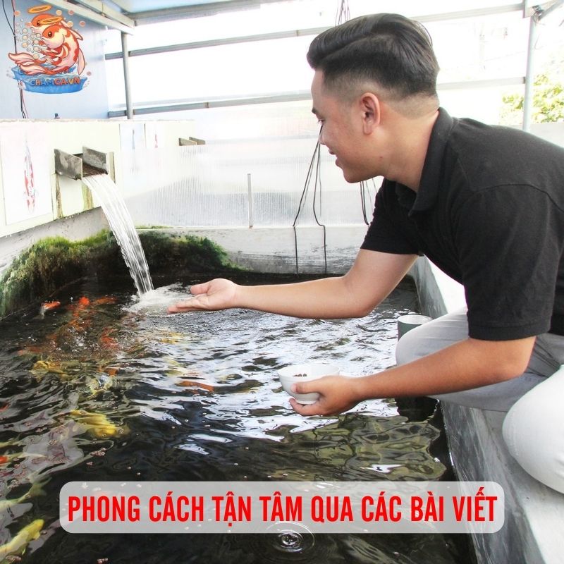 Tác Giả Chăm Cá Ngô Văn Thắng - Bảo Chứng Cho Uy Tín 4 Phong cách tận tâm qua các bài viết tại Chăm Cá