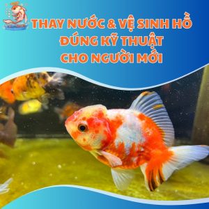 thay-nuoc-&-ve-sinh-ho-thum-moi