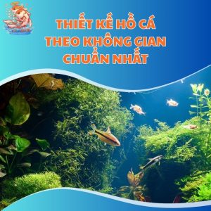 Thiết Kế Hồ Cá Theo Không Gian Chuẩn Nhất Cho Người Mới