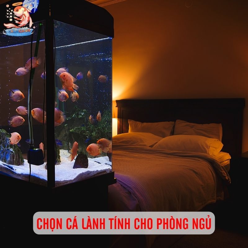 Thiết Kế Hồ Cá Theo Không Gian Chuẩn Nhất Cho Người Mới 4 Chọn cá lành tính cho phòng ngủ