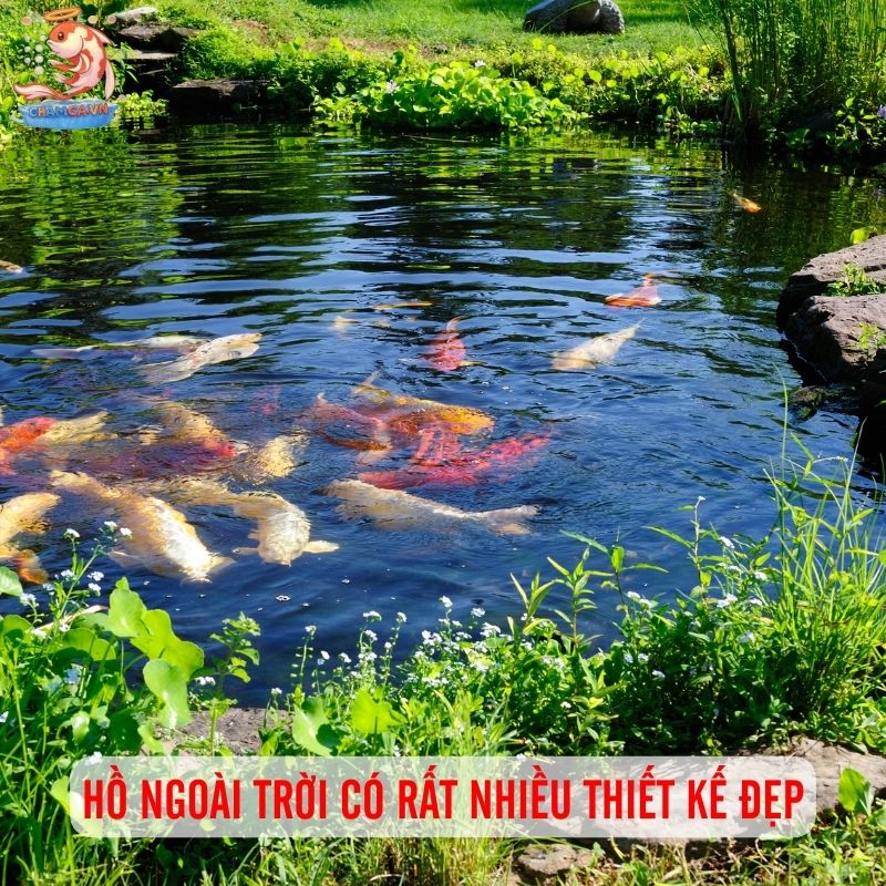 Thiết Kế Hồ Cá Theo Không Gian Chuẩn Nhất Cho Người Mới 5 Hồ ngoài trời có rất nhiều thiết kế đẹp