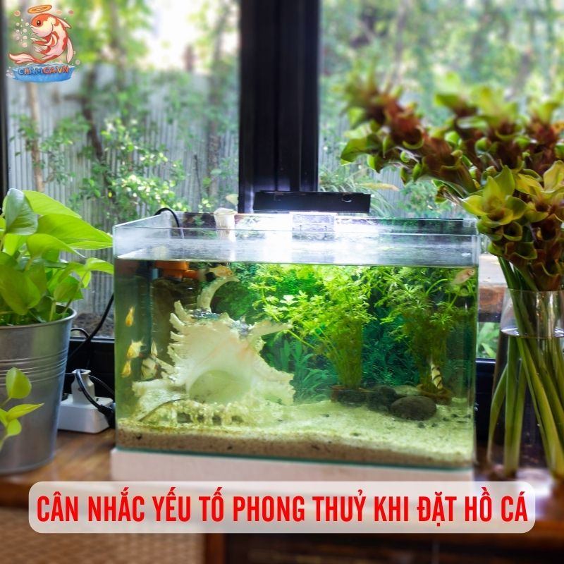 Thiết Kế Hồ Cá Theo Không Gian Chuẩn Nhất Cho Người Mới 7 Cân nhắc yếu tố phong thuỷ khi đặt hồ cá